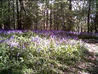 a carpet of bluebells